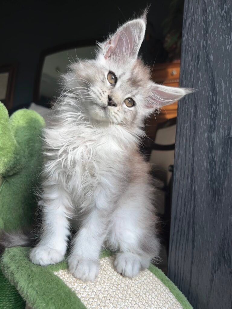 Pale silver shaded lines maine coon kitten