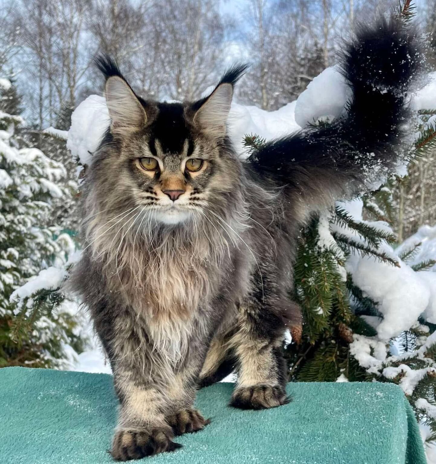 Male Maine Coon Breeding Cats | Dreamwoods