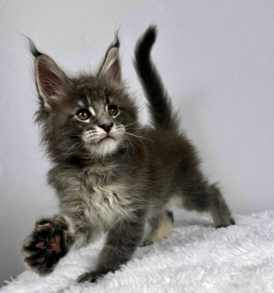 Gray Maine Coon kitten playing