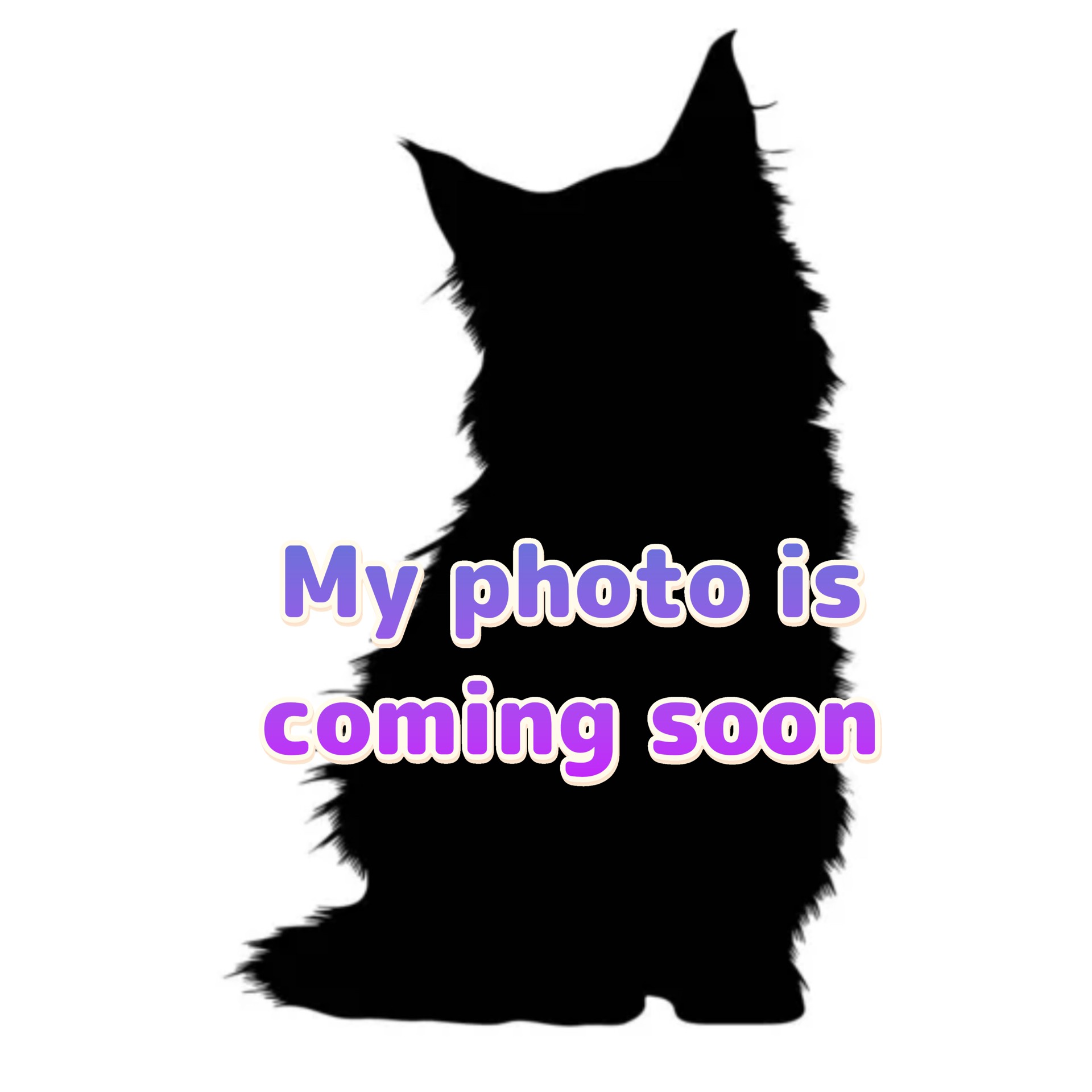 Maine Coon kitten photo coming soon