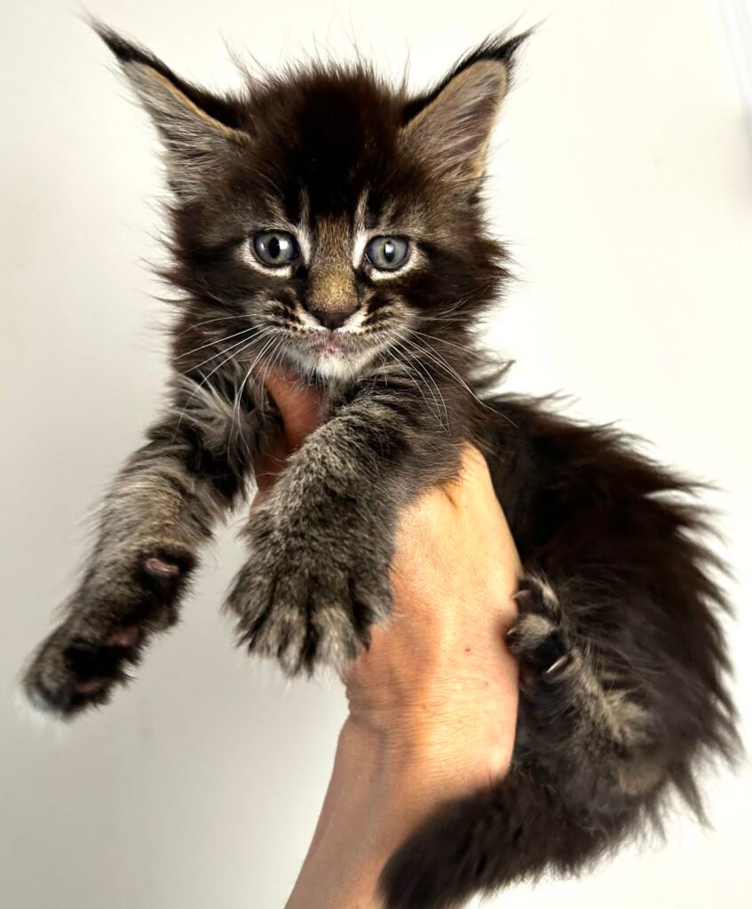 black tabby maine coon female lisa