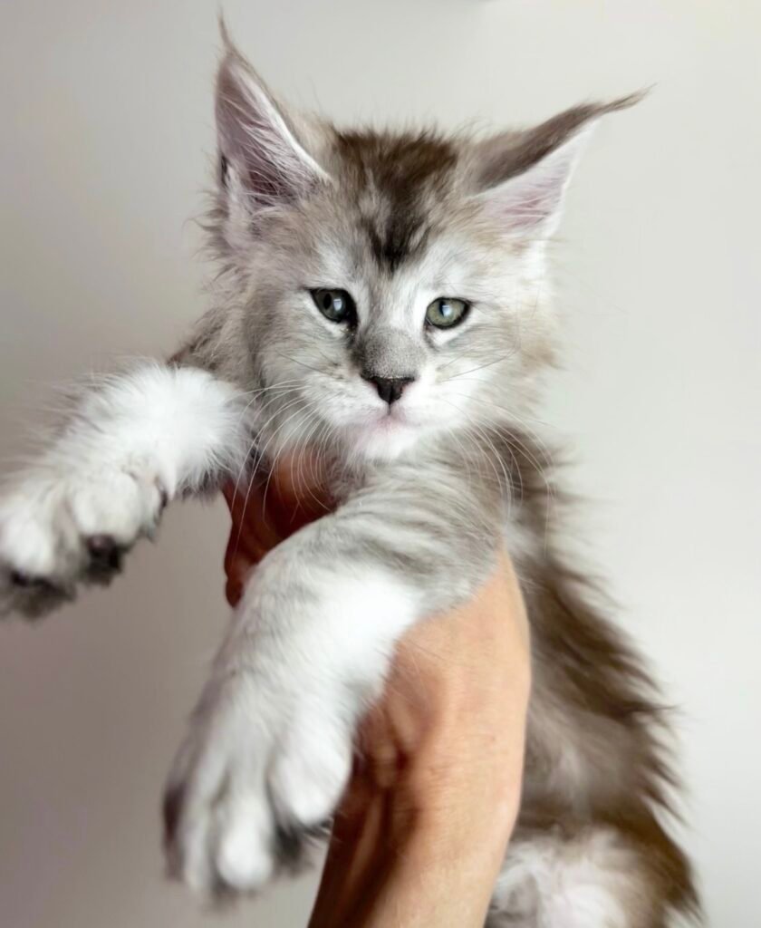 high black silver maine coon male kitten zeppelin october