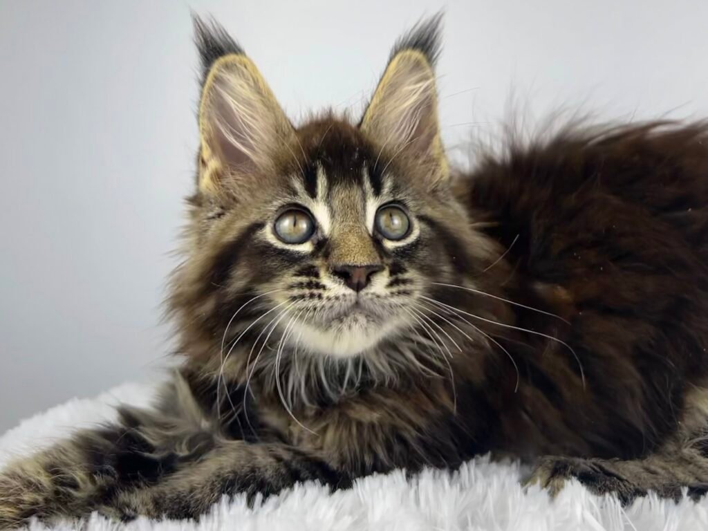 Lisa Simpsons Litter beautiful Maine Coon Kitten