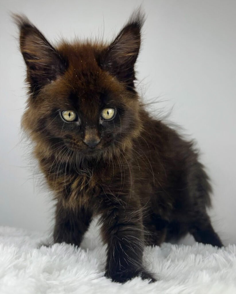 Marge 8 week black Maine Coon kitten