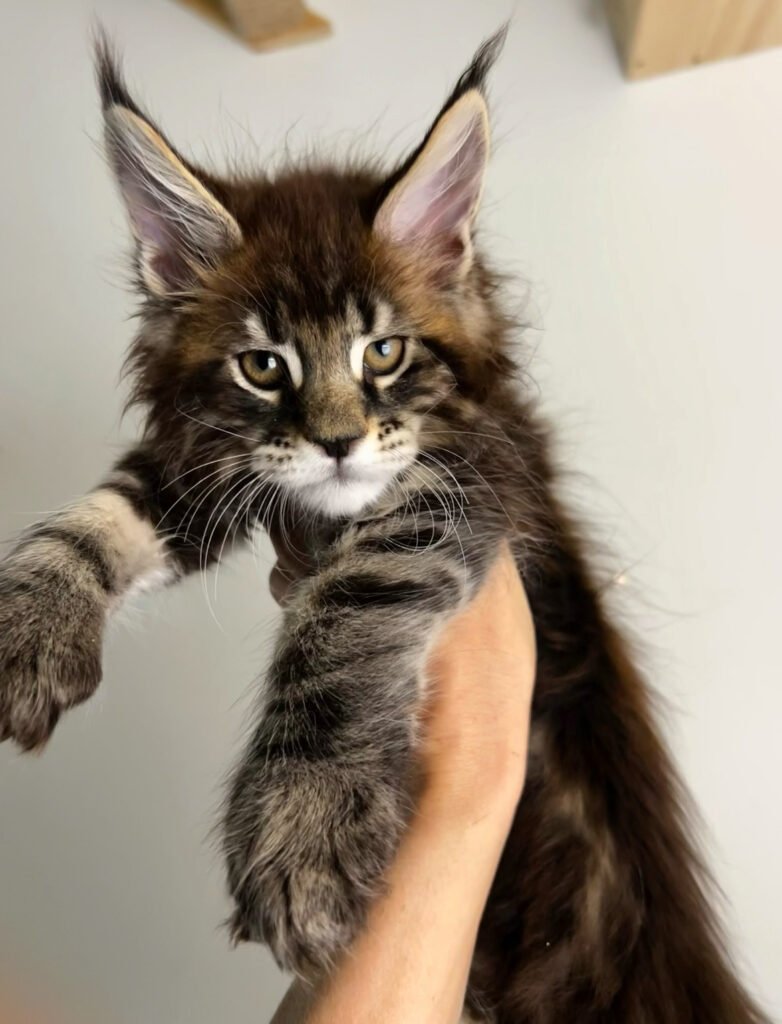Van Halen 8 week Maine Coon kitten