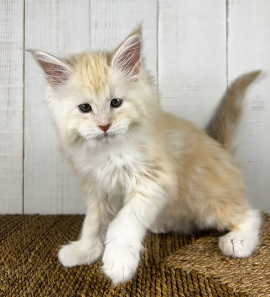 Cowboy Red Smoke Male Maine Coon Kitten