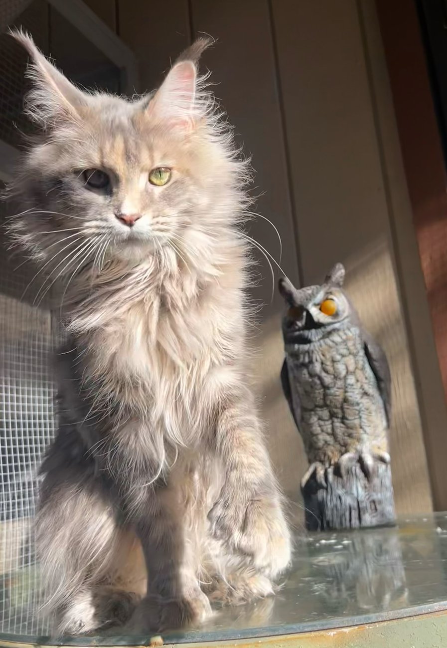 Female Maine Coon Breeding Cats | Dreamwoods