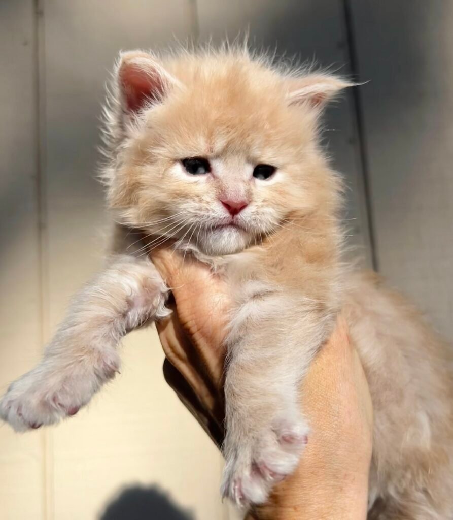 Cream maine coon kitten boy
