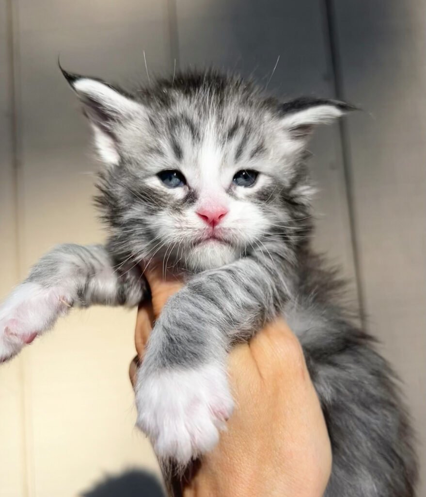 blue silver tabby maine coon boy