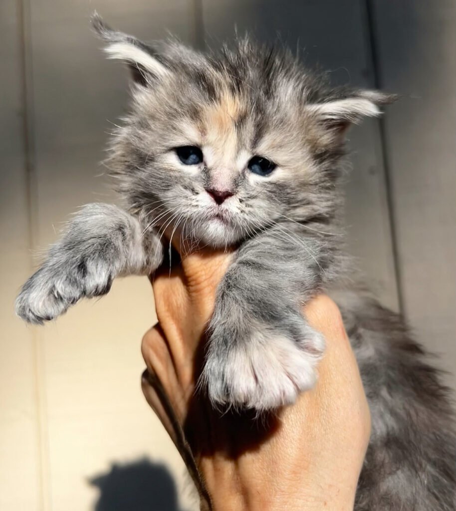 blue torbie maine coon kitten