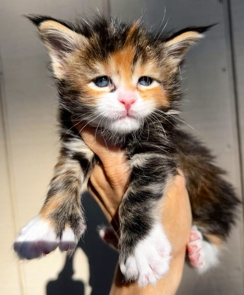 calico maine coon kitten