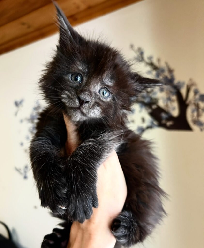 Black smoke maine coon kitten orion
