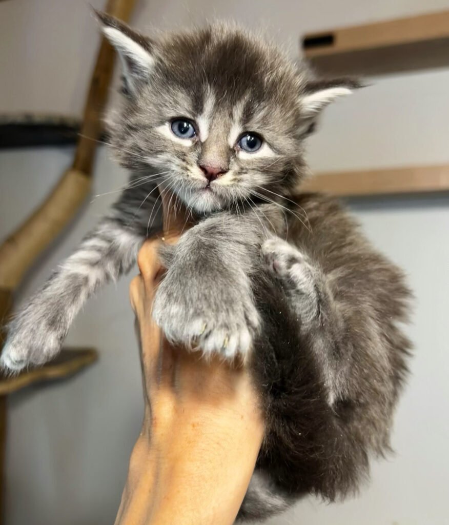 milo