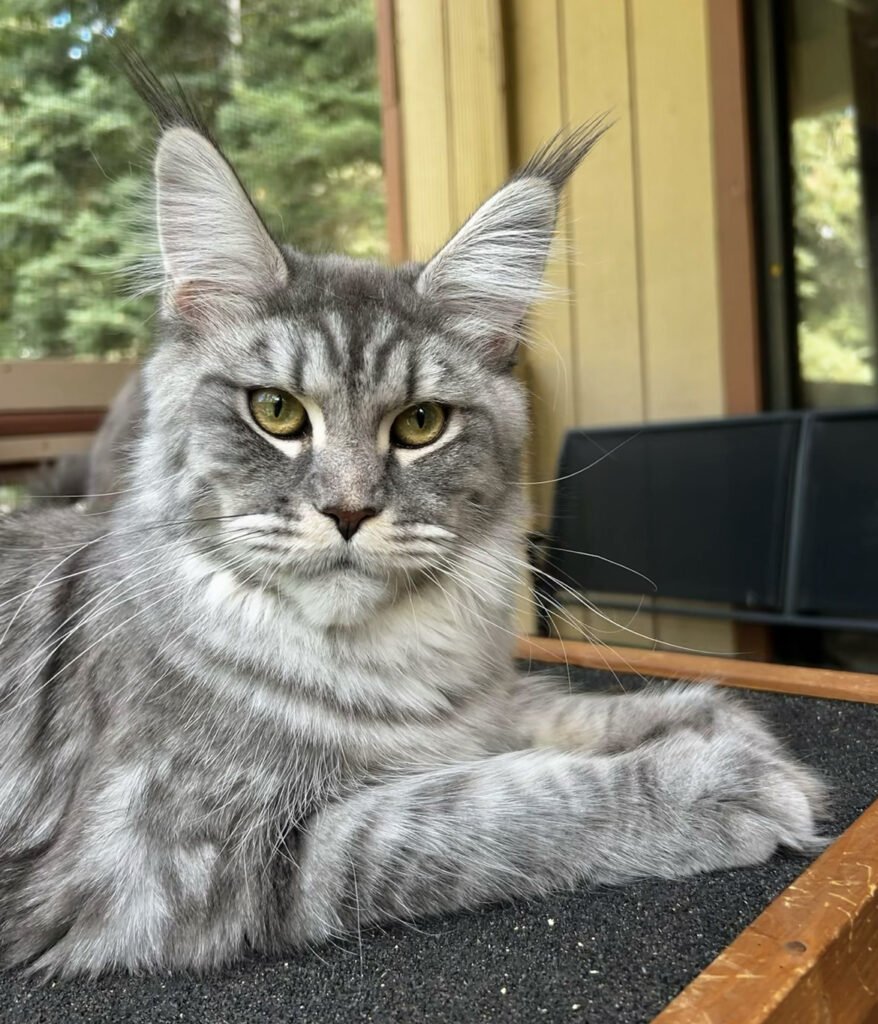 Big blue silver tabby Maine Coon queen California
