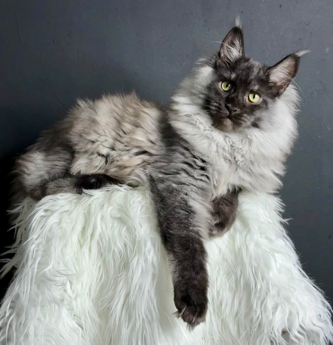 Big black smoke Maine Coon California