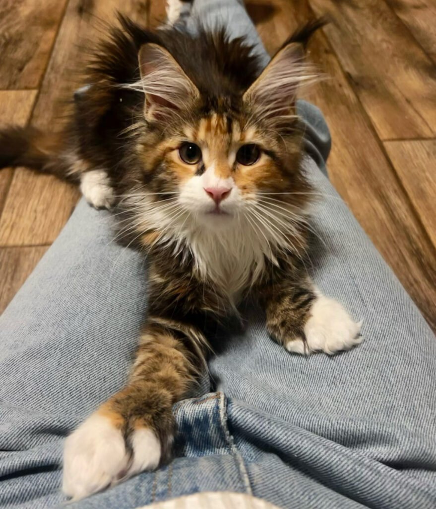 Polydactyl Calico Maine Coon Firefly