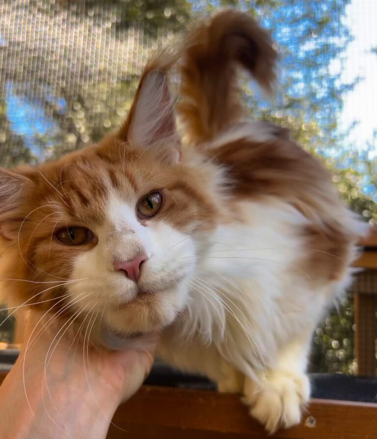 Male Maine Coon Breeding Cats | Dreamwoods